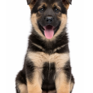 German Shepherd Puppy (KCI Line Available)