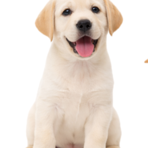 Labrador Retriever Puppy (Vaccinated & Healthy)